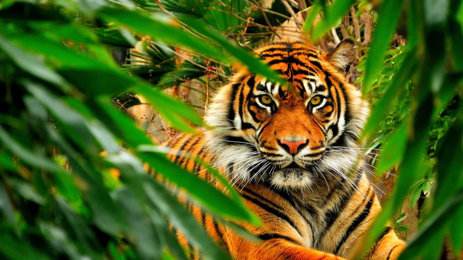 Bengal Tiger - an overview