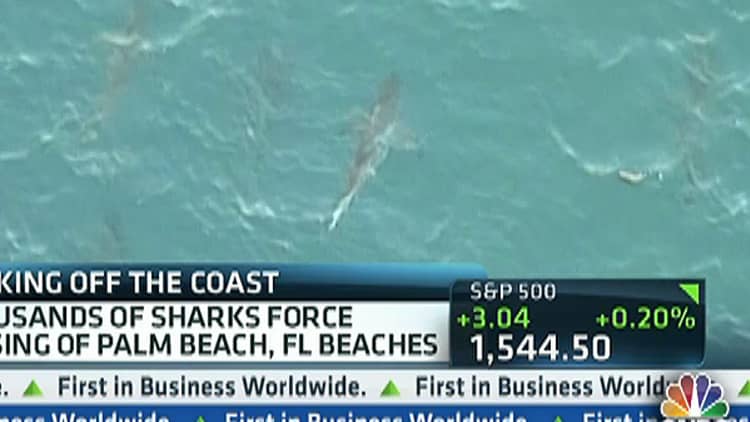 Sharks Lurking Near Florida Beaches