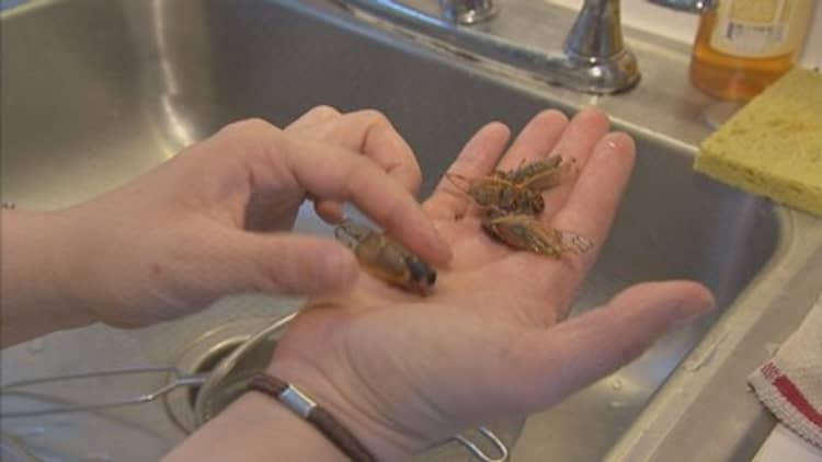 How Does a Cicada Taste?