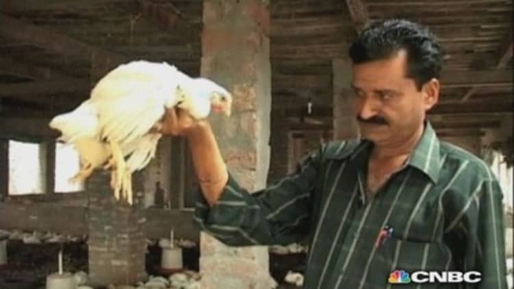 Four-legged chicken found in India