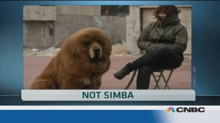 Chinese zoo swaps lion for dog