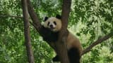 In what is known as "panda diplomacy", China loans the endangered animals to countries a gesture of goodwill.