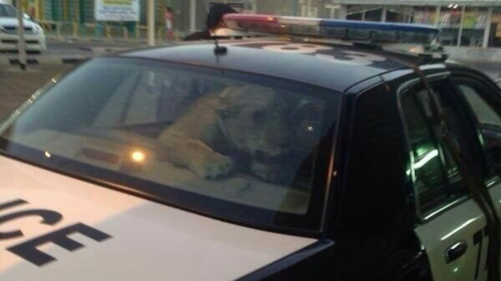 Kuwait: Lion lured into polica car backseat
