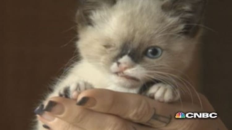 One-eyed pirate kitty takes Internet by storm