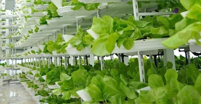 This indoor vertical farm will produce 1.5 tons of 'leafy greens' every day