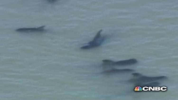 Stranded pilot whales dying