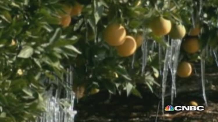 California citrus growers struggle to save crop