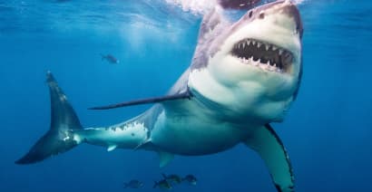 The Top 10 Ways Sharks and Bankers Are Alike