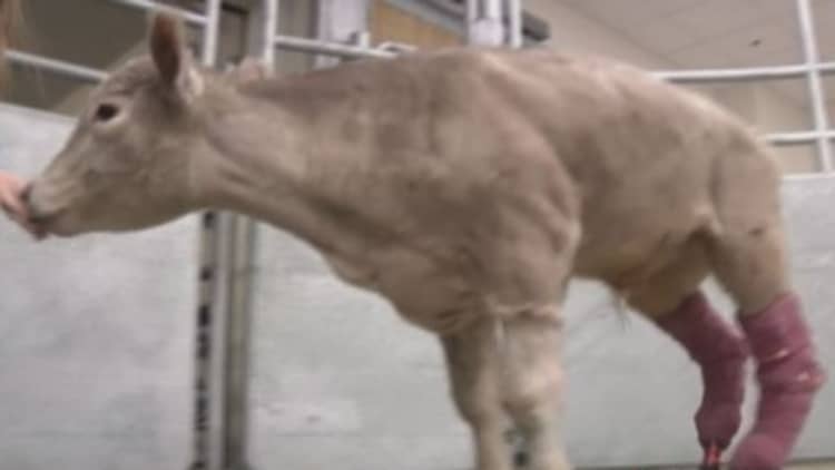 Cow loses legs to frostbite, gets prosthetics