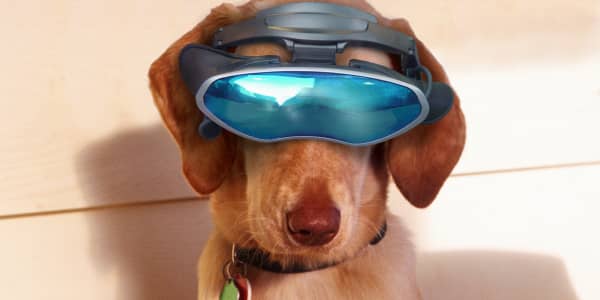 10 high-tech gadgets to pamper your pet