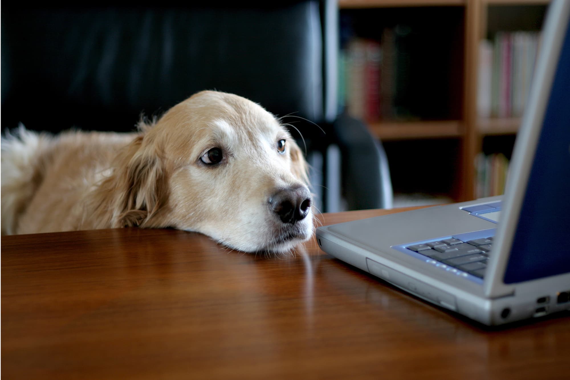 10 Companies That Let You Bring Your Dog To Work