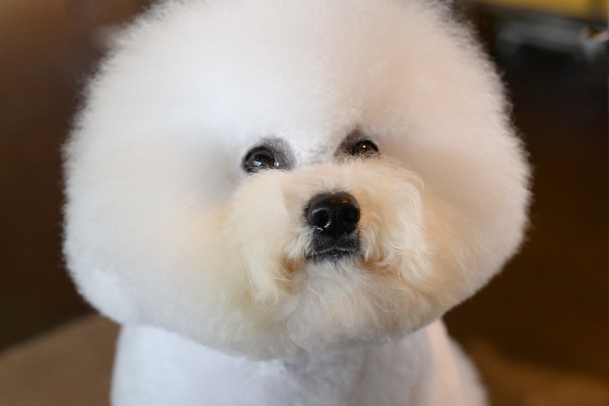 Grooming a show dog can have a $250,000 price tag