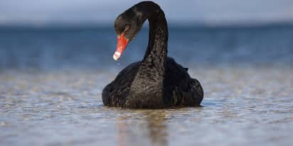 Black swan events spook investors