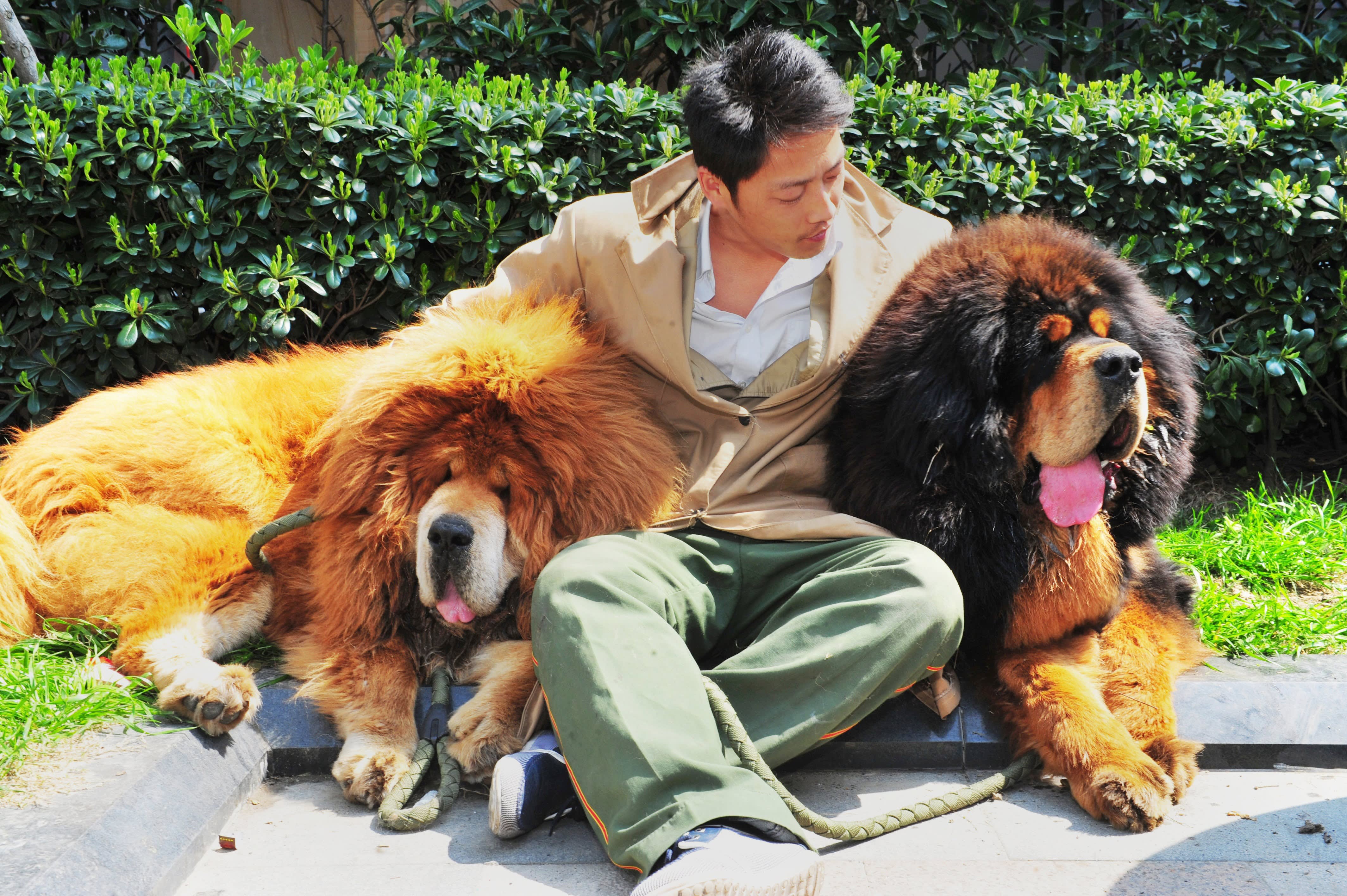 55+ Tibetan Mastiff Panda Chow Chow Puppies For Sale