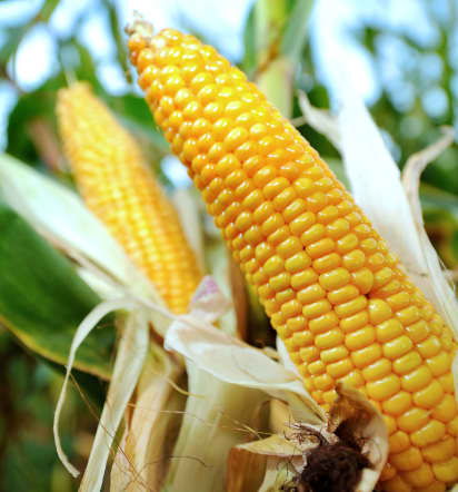 How corn fuels the U.S. economy