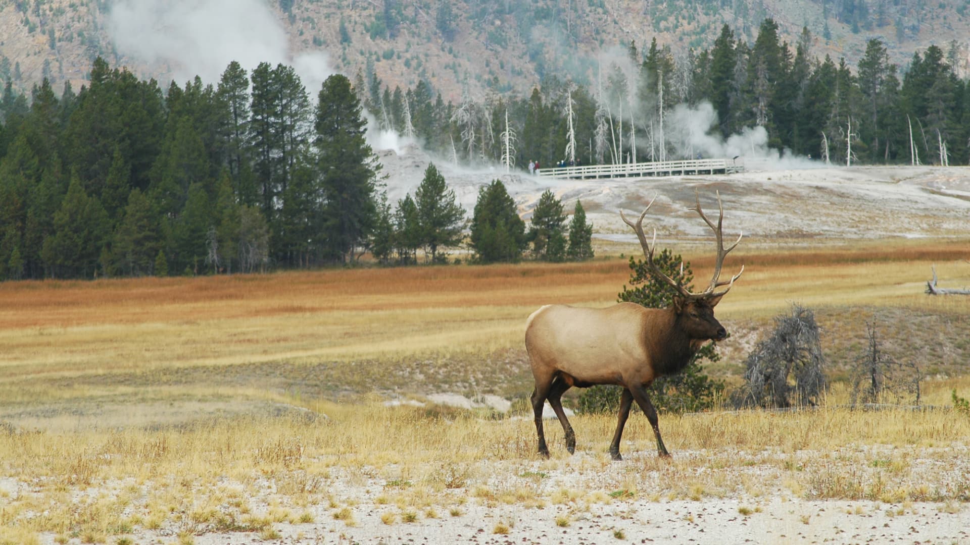 Elk at Old Faithful in Yellowstone National Park
