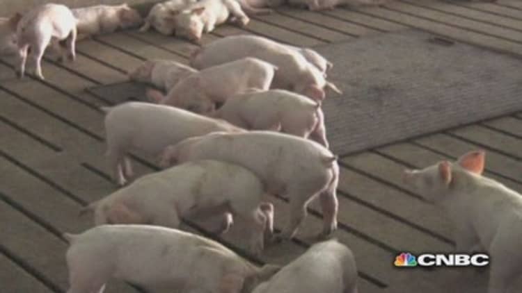 Mysterious virus sends pork prices soaring 