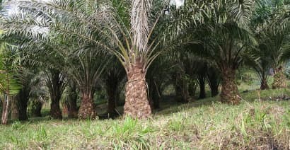 Palm oil rises to 5-month high as analyst warns of global shortage