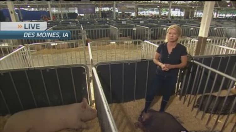 Bacon news: The pig show must go on!