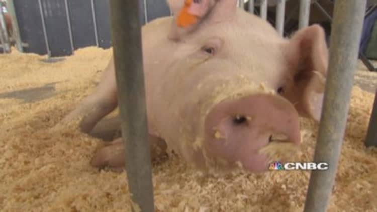 Farmers boost biosecurity measures to fight a deadly pig virus