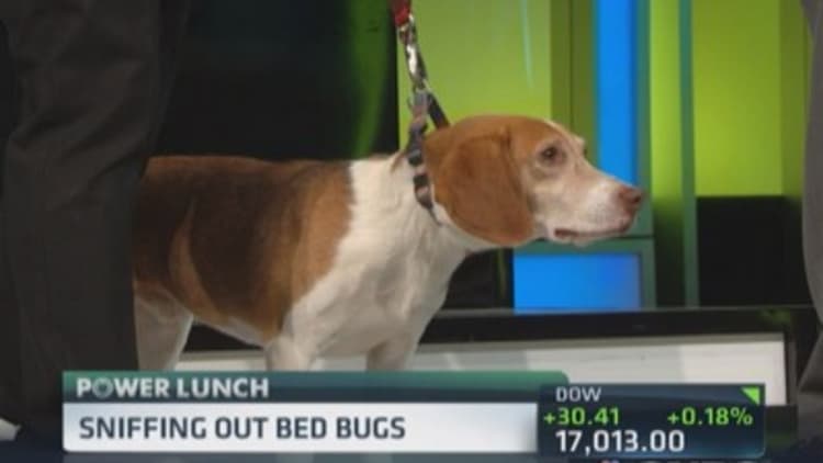 Sniffing out bed bugs