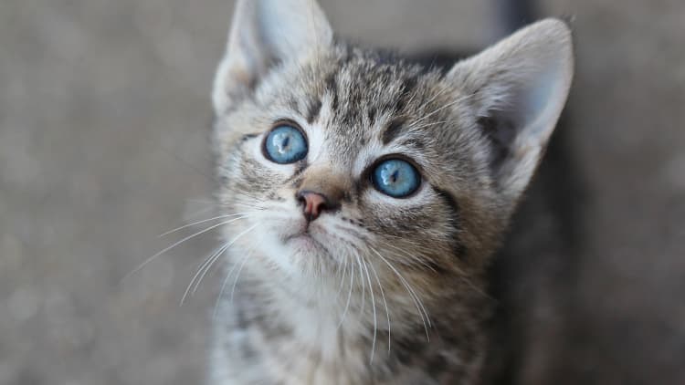 Cute cats push BuzzFeed to $100 million per year