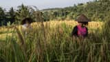 Two farmers cut stalks of rice using a special knife called 'anggapan' during harvest season in Tabanan, Bali, Indonesia.