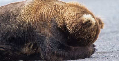 Where U.S.market bears plan to hibernate