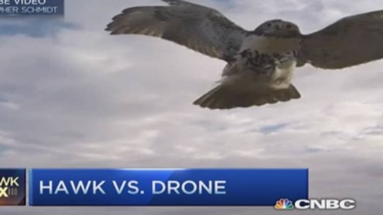 Hawk vs. drone 