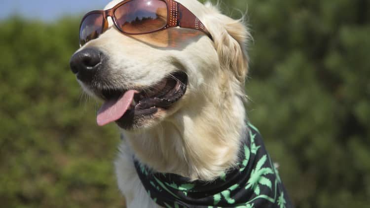 Pot for pets: Dog-owners use marijuana to treat canine ailments