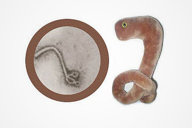 Ebola virus toy: Company sells out of Ebola-inspired plush toy