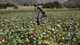 An Afghan policeman destroys poppies during a campaign against narcotics in Kunar province, April 29, 2014.