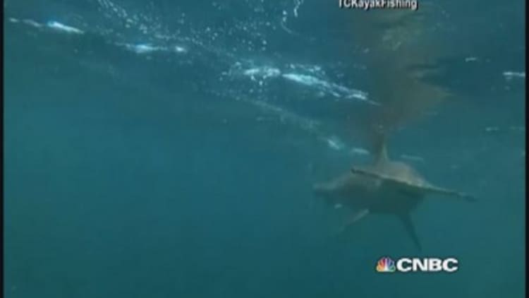 Hammerhead shark stalks kayakers in Flordia