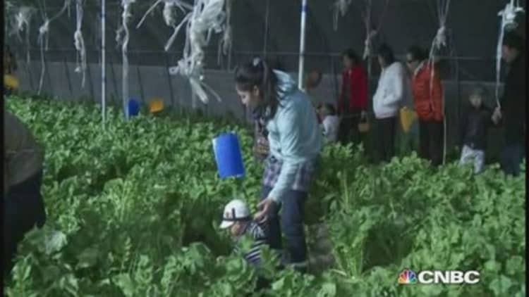 Amid food scares, young Chinese turn to organic farming