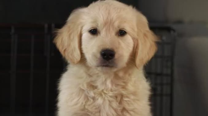 Godaddy Pulls Lost Puppy Super Bowl Ad After Backlash