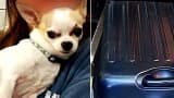 A stowaway Chihuahua was found in a checked suitcase at LaGuardia Airport in New York, March 6, 2015.