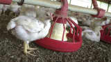 Chickens gather around a feeder in a Tyson Foods poultry house in rural Washington Co. Ark.