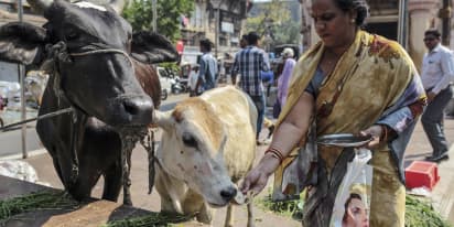 India's beef bans hits farmers, traders