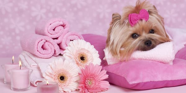 8 businesses cashing in on the luxury pet market