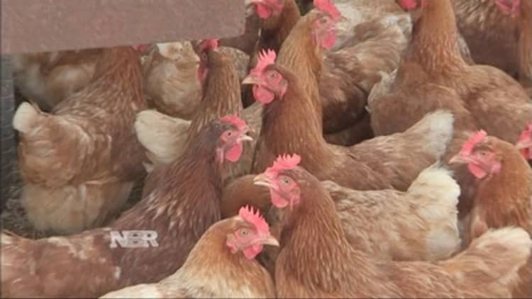 Influenza hits poultry producers 