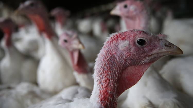 Why Thanksgiving dinner may be more expensive this year