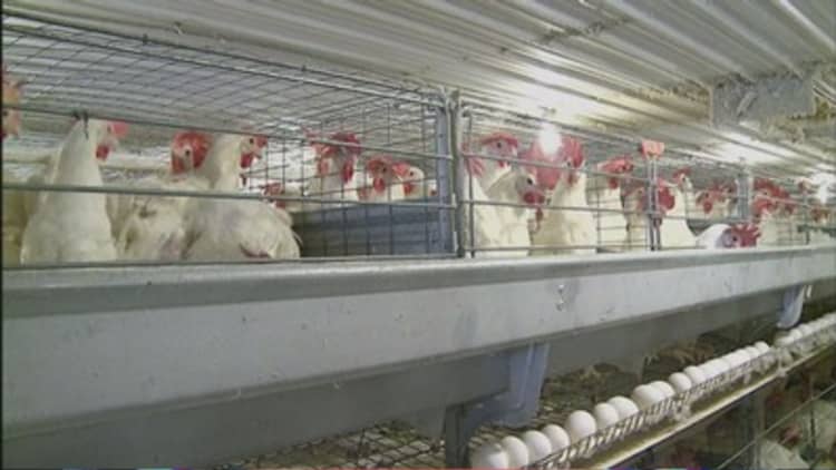 Egg cost rising due to bird flu