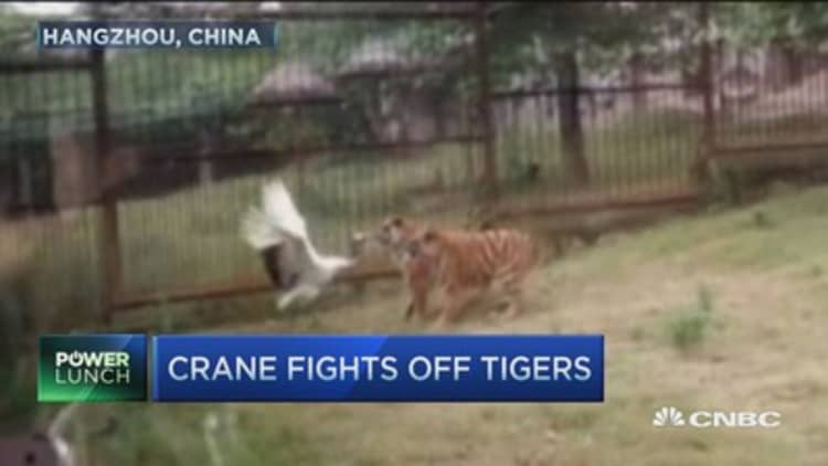 A crane fights off tigers
