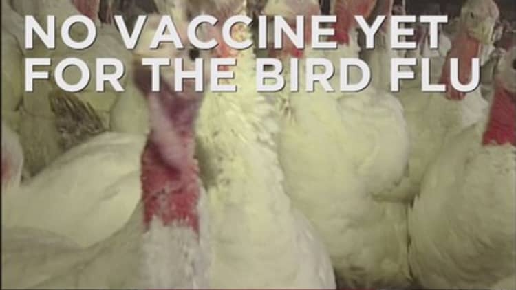 Bird flu vaccine only works 60% of time