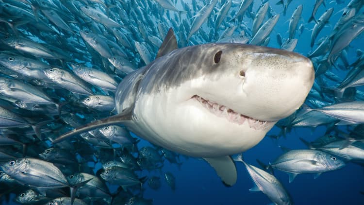'Friending' sharks