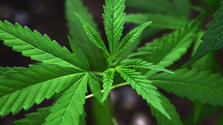 Why marijuana should be legal: Pro 