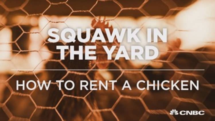 Did you know you can rent chickens?