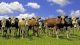 Herd of cows in New Zealand, North Island, Auckland.
