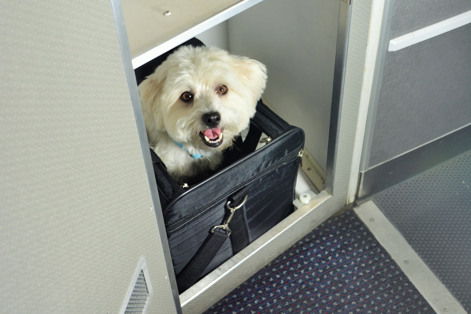 frontier airlines pets as carry on