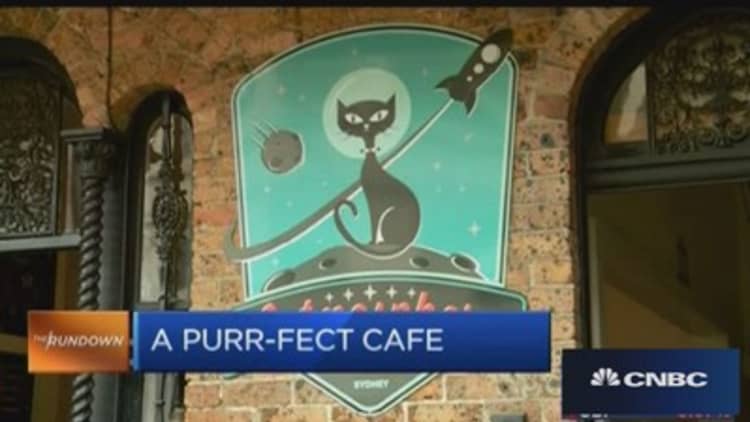 Here's a 'purr-fect' cafe in Sydney